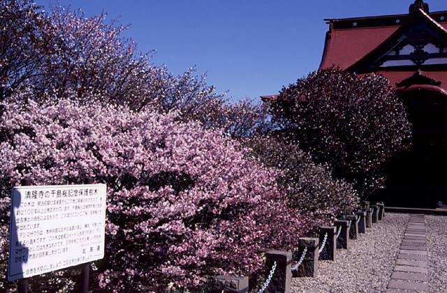 千島桜