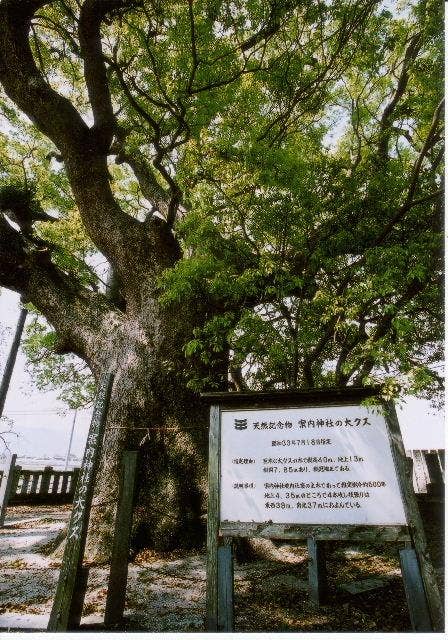 案内神社の大クス