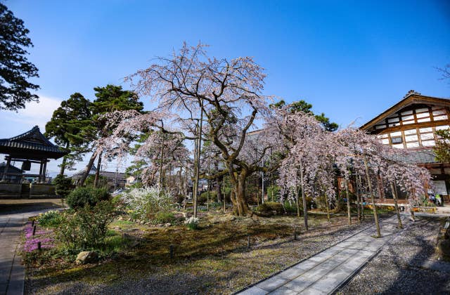 大宝寺の桜①