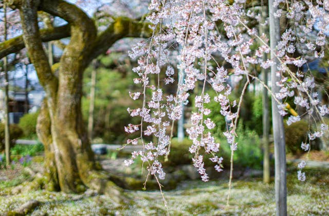 大宝寺の桜②