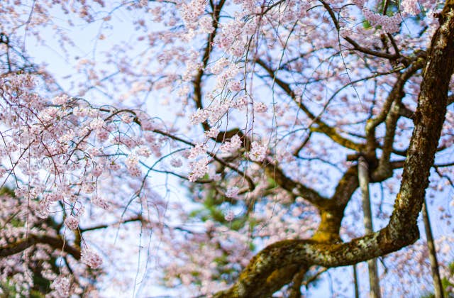 大宝寺の桜③