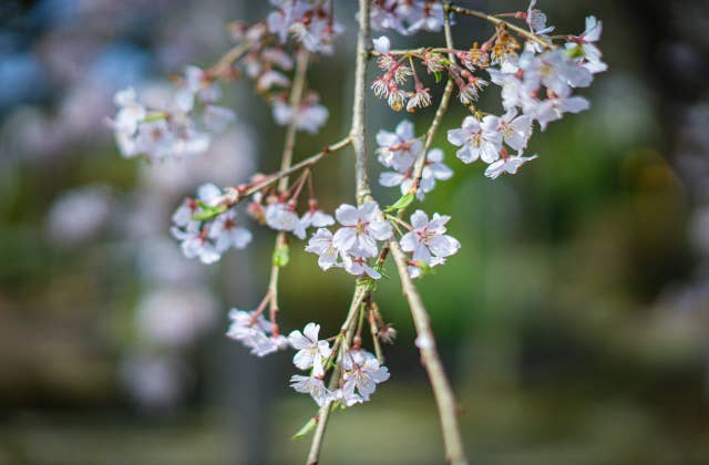 大宝寺の桜④