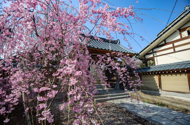 大宝寺の桜⑤