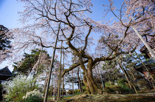 大宝寺の桜⑥