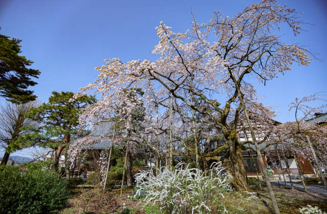 大宝寺の桜⑦