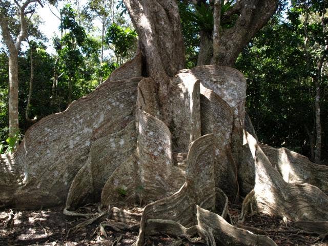 サキシマスオウノキ