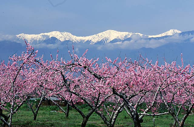 一宮町の桃の花