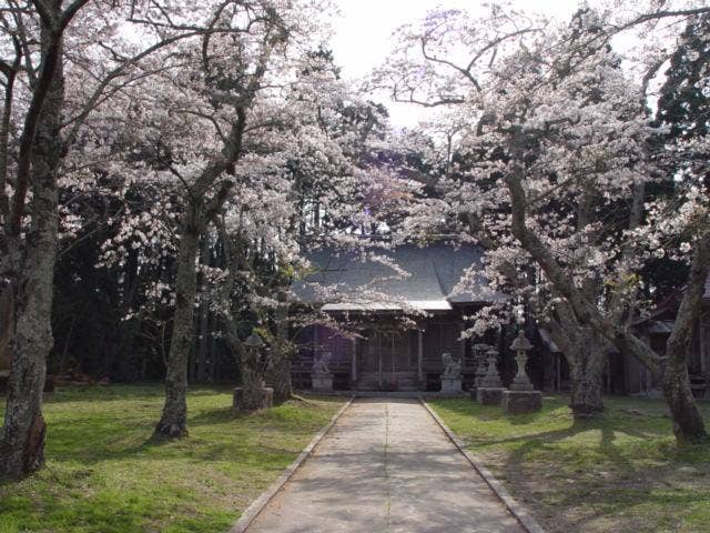 坂元神社本殿（春）