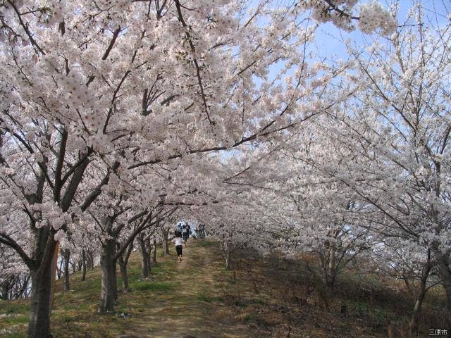 塔の峰の千本桜