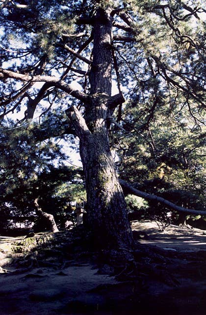 安藤家の避雷針の松