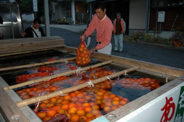 あおし柿