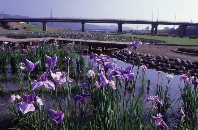 河川公園の花菖蒲