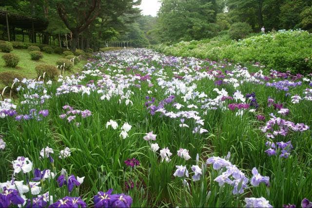 花しょうぶ