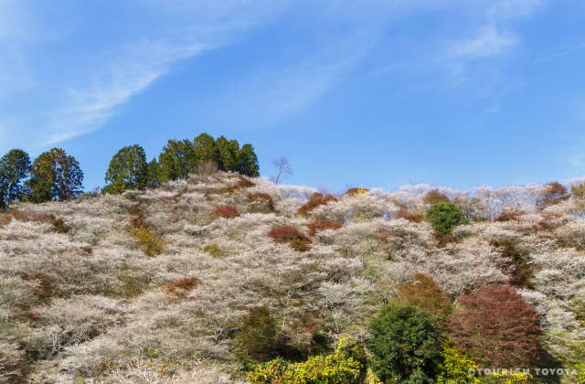 川見四季桜の里