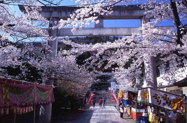 信夫山の桜
