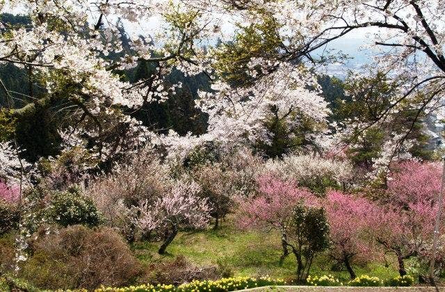 赤館公園