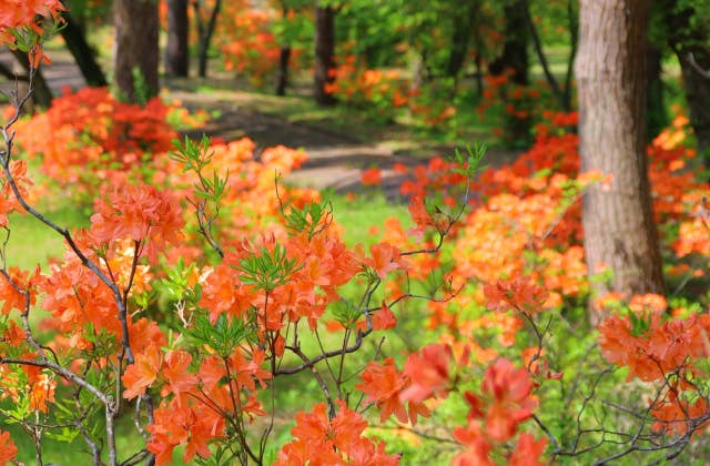 生保内公園レンゲツツジ