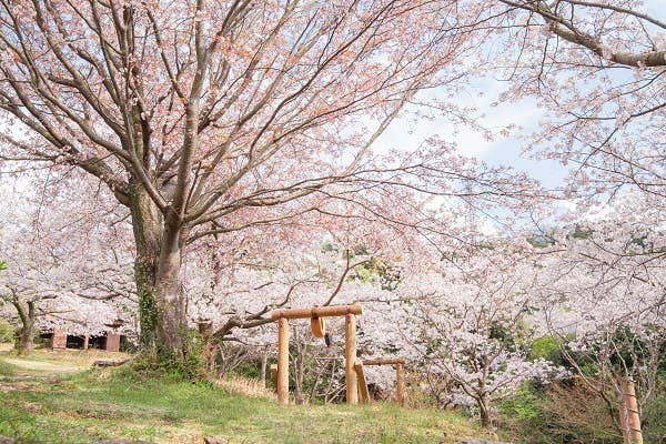 鳥屋城山公園の桜