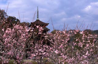 香山公園梅1