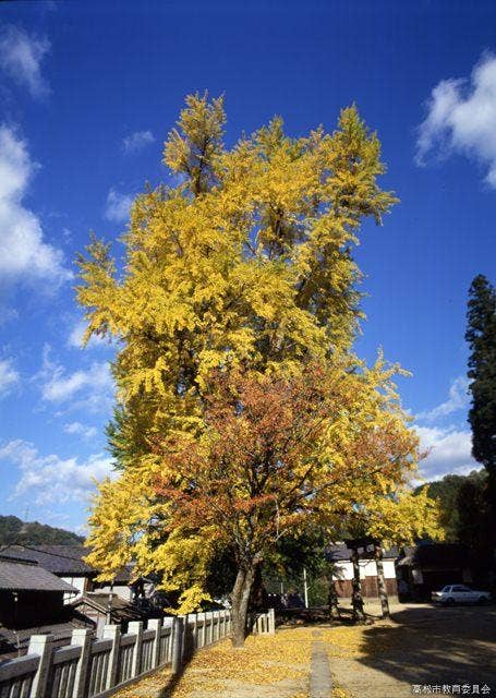 岩部八幡神社の大イチョウ