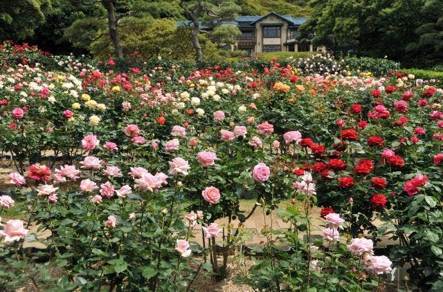 鎌倉文学館バラ