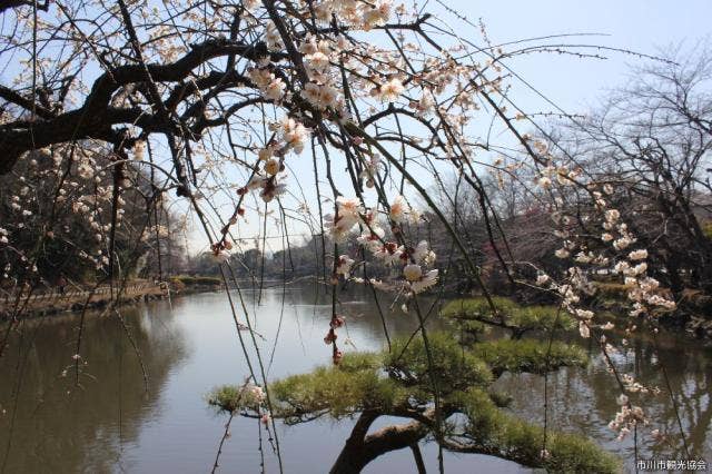 じゅん菜池緑地公園