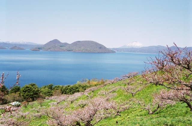 壮瞥公園の梅林