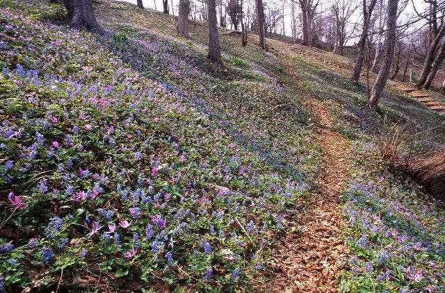 ニセコ桜ヶ丘公園のカタクリ