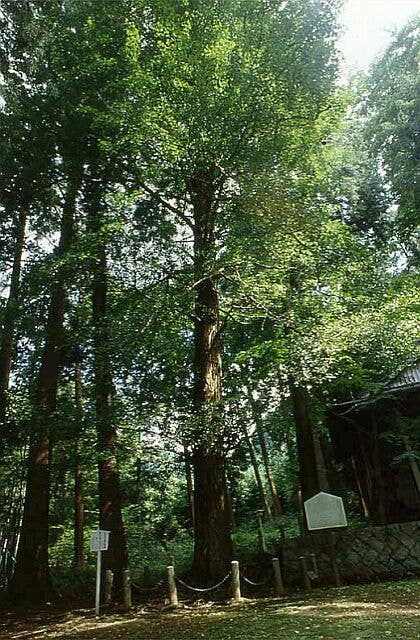 杉森神社のお葉付イチョウ