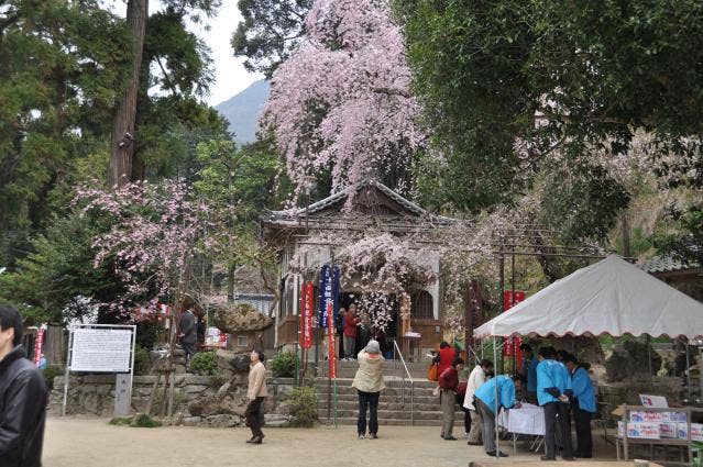 春には境内の枝垂れ桜が咲きます