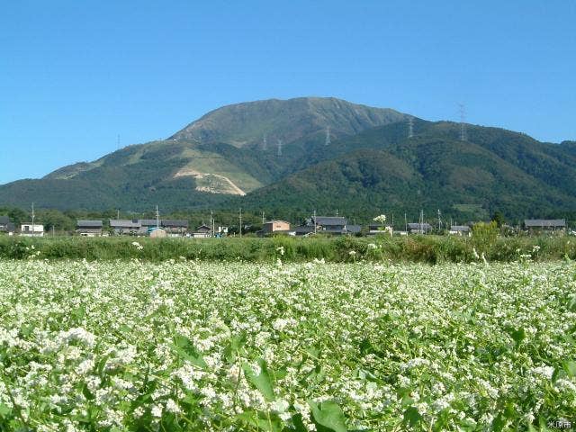 伊吹山とそば畑