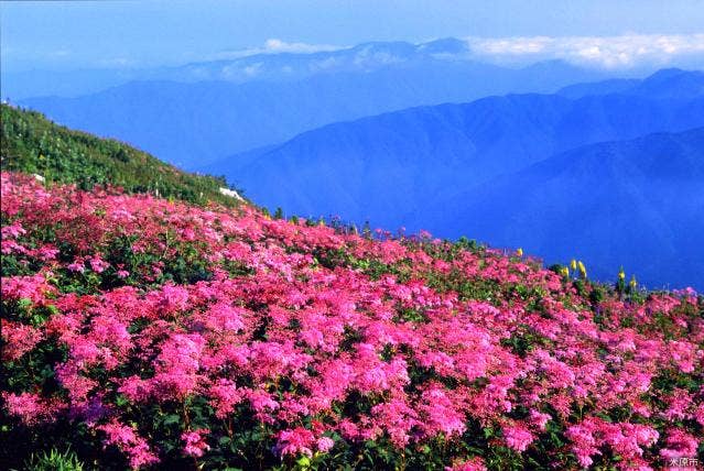 伊吹山山頂お花畑