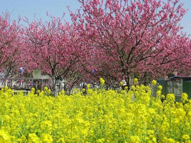 中川やしおフラワーパーク