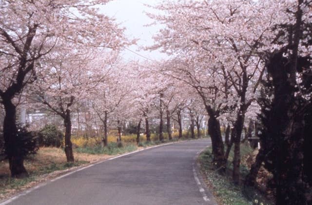 太平山の桜