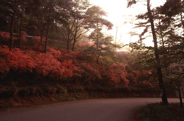 太平山のツツジ