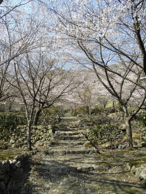 天開山口窄泰運寺　桜