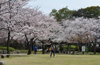 清洲公園の桜