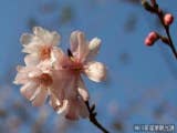 冬桜