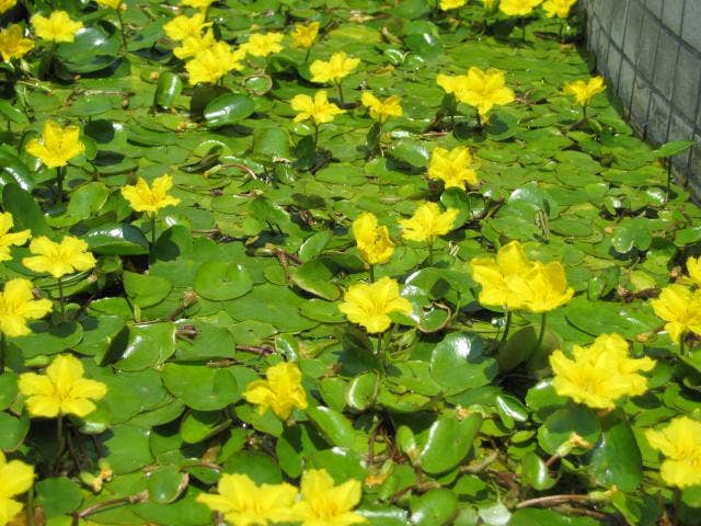 あざさの花