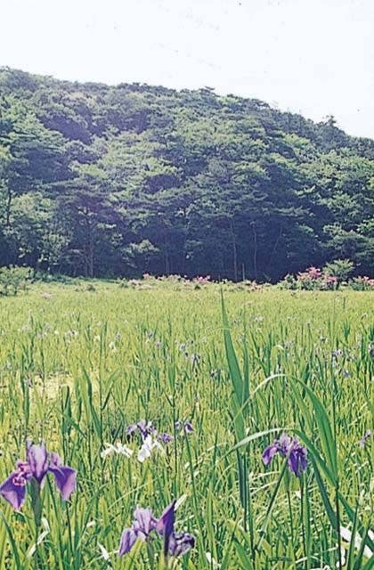 原生沼の植物群落