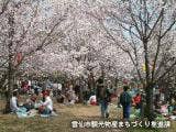 橘神社公園の桜