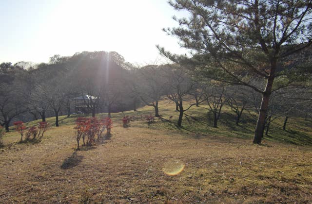 へそ公園