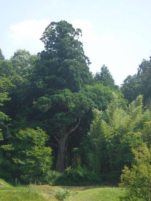 想田の大杉