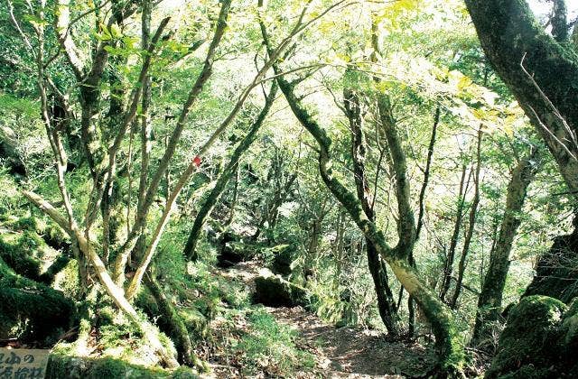 ツゲの原始林（古処山）