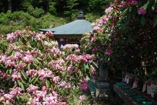 横峰寺　石楠花