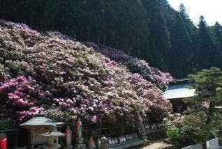 横峰寺　石楠花２