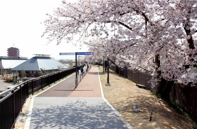 草津川跡地公園の桜