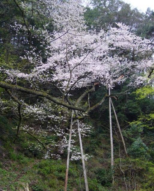 薄墨桜