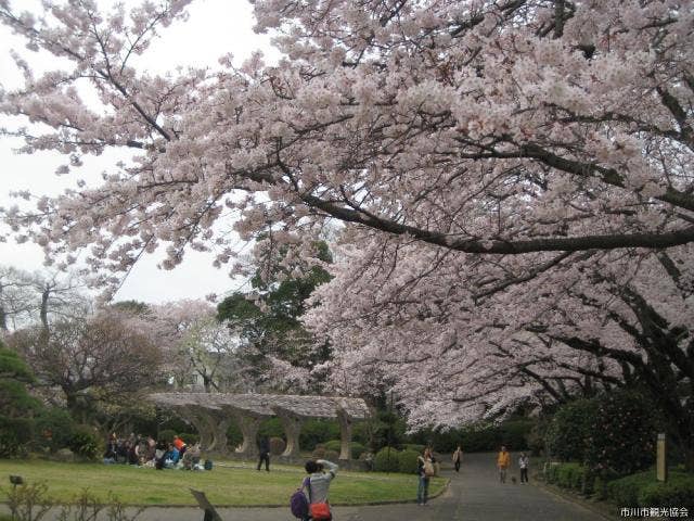 里見公園の桜
