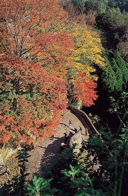 岡城阯の紅葉